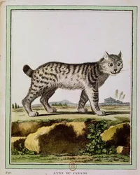 Canadian Lynx